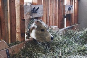 Nostri animali